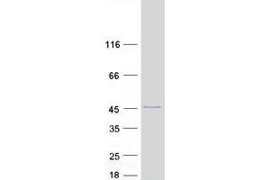 Western Blotting (WB) image for Actin Related Protein 2/3 Complex, Subunit 1A, 41kDa (ARPC1A) protein (Myc-DYKDDDDK Tag) (ABIN2714938)
