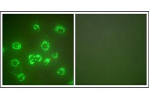 Immunofluorescence analysis of COS7 cells, using GRP75 Antibody. (HSPA9 抗体  (C-Term))