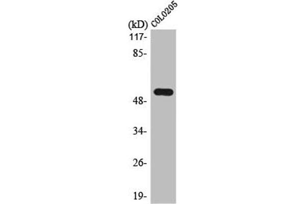 Lipase I 抗体  (Internal Region)