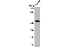 Western Blot analysis of COLO205 cells using LPD lipase Polyclonal Antibody (Lipase I 抗体  (Internal Region))