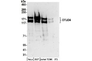 Western Blotting (WB) image for anti-OTU Domain Containing 4 (OTUD4) (AA 875-925) antibody (ABIN7450528)