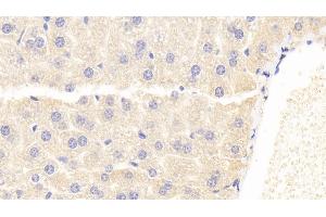 Detection of PHPT1 in Mouse Liver Tissue using Polyclonal Antibody to Phosphohistidine Phosphatase 1 (PHPT1) (PHPT1 抗体  (AA 1-124))