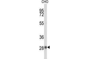 Western blot analysis of YIPF5 Antibody (N-term) in CHO cell line lysates (35 µg/lane). (YIPF5 抗体  (N-Term))