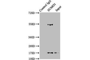 Immunoprecipitating SUMO1 in 293T whole cell lysate Lane 1: Rabbit control IgG instead of ABIN7127830 in 293T whole cell lysate. (Recombinant SUMO1 抗体)