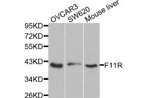 Western blot analysis of extracts of various cells, using F11R antibody. (F11R 抗体)