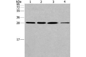 Western Blot analysis of Hela cell and Human fetal liver tissue, A549 and 293T cell using ERP29 Polyclonal Antibody at dilution of 1:200 (ERP29 抗体)