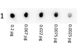 Image no. 1 for anti-Streptavidin antibody (ABIN964708) (Streptavidin 抗体)