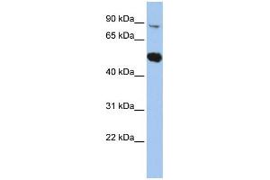 WB Suggested Anti-SOX6 Antibody Titration: 0.