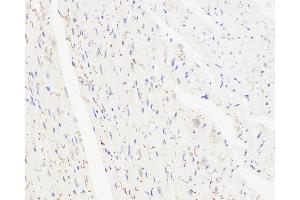 Immunohistochemistry analysis of paraffin-embedded mouse heart using Connexin 43 Polyclonal Antibody at dilution of 1:300. (Connexin 43/GJA1 抗体)