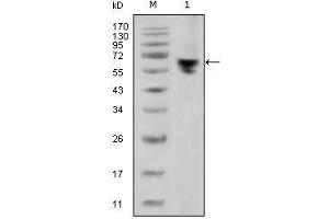 Western Blot showing human IgG (Fc specific) antibody used against human serum (1). (小鼠 anti-人 IgG (Fc Region) Antibody)