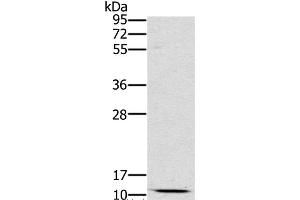 Western Blot analysis of Mouse kidney tissue using SCGB2A1 Polyclonal Antibody at dilution of 1:800 (SCGB2A1 抗体)