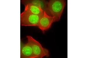 Immunofluorescent analysis of 4 % paraformaldehyde-fixed, 0. (CUX1 抗体  (AA 1347-1374))