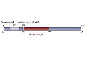 Image no. 1 for anti-C-Raf-1 (AA 162-378) antibody (ABIN967783) (C-Raf-1 (AA 162-378) 抗体)