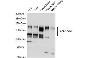 Western blot analysis of extracts of various cell lines, using CD1 antibody (ABIN7266009) at 1:1000 dilution. (CACNA2D1 抗体  (AA 550-800))