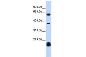 Image no. 1 for anti-Serotonin Receptor 3E (HTR3E) (AA 360-409) antibody (ABIN6740429) (HTR3E 抗体  (AA 360-409))