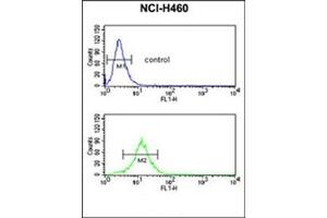Flow Cytometric analysis of NCI-H460 cells using SDR Antibody (Center) Cat. (SDPR 抗体  (Middle Region))