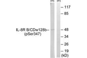 Western blot analysis of extracts from NIH-3T3 cells treated with PMA 125ng/ml 30', using IL-8R beta/CDw128 beta (Phospho-Ser347) Antibody. (CXCR2 抗体  (pSer347))