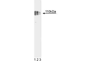 Western blot analysis of Nicastrin on WI-38 lysate. (Nicastrin 抗体  (AA 168-289))