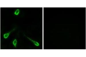 Immunofluorescence analysis of LOVO cells, using OR52E4 Antibody. (OR52E4 抗体  (AA 200-249))