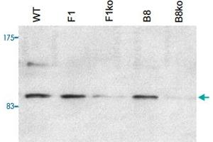 E14TG2A (mouse embryonic stem cells) were transfected with a conditional allele of PHF8. (PHF8 抗体)