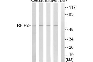 Western blot analysis of extracts from A549 cells, COLO cells, HUVEC cells and MCF-7 cells, using RAB11FIP2 antibody. (RAB11FIP2 抗体  (Internal Region))