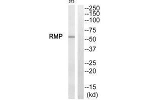 Western blot analysis of extracts from NIH/3T3 cells, using RMP antibody. (URI1 抗体  (C-Term))