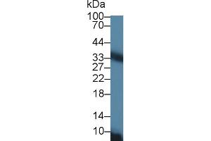 Western Blot; Sample: Rat Liver lysate; Primary Ab: 1µg/ml Rabbit Anti-Rat CACT Antibody Second Ab: 0. (SLC25A20 抗体  (AA 1-211))