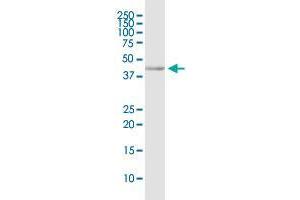 CD200R1 MaxPab rabbit polyclonal antibody. (CD200R1 抗体  (AA 1-348))