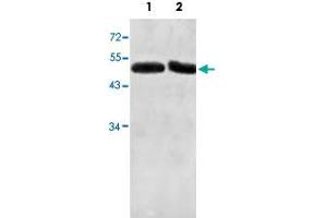 Western blot analysis of human fetal liver (Lane 1) and fetal testis (Lane 2) lysate with ACTL7A polyclonal antibody  at 1 : 500 dilution. (Actin-Like 7A 抗体  (AA 42-283))