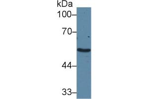 Western Blot; Sample: Human Liver lysate; Primary Ab: 2µg/ml Rabbit Anti-Human ADRa1A Antibody Second Ab: 0.