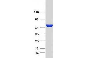 Validation with Western Blot (ASS1 Protein (Transcript Variant 1) (Myc-DYKDDDDK Tag))