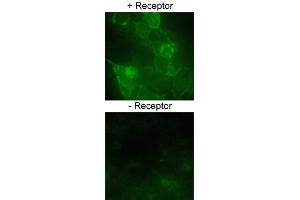 Immmunofluorscent staining of HEK293 cells over-expressing SLC2A1 or a nono-specific control receptor using SLC2A1 polyclonal antibody  at 1:200 dilution. (GLUT1 抗体)