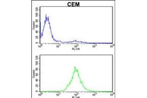 Flow cytometric analysis of CEM cells (bottom histogram) compared to a negative control cell (top histogram). (KPNB1 抗体  (N-Term))