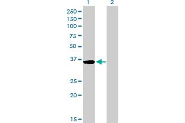 GSC antibody  (AA 151-257)
