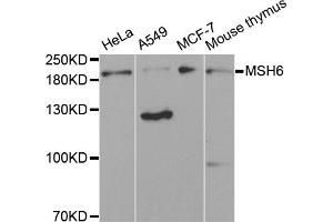 Western blot analysis of extracts of various cell lines, using MSH6 antibody (ABIN1873754) at 1:300 dilution. (MSH6 抗体)