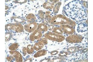 Image no. 1 for anti-Forkhead Box P2 (FOXP2) (AA 71-120) antibody (ABIN203449) (FOXP2 抗体  (AA 71-120))