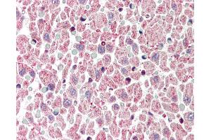 Anti-BCL2L1 / Bcl-x antibody IHC of human heart. (BCL2L1 抗体  (C-Term))