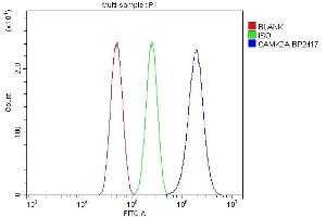 Flow Cytometry analysis of U87 cells using anti-CaMKII alpha/CAMK2A antibody (ABIN7599429). (CAMK2A 抗体  (AA 1-478))