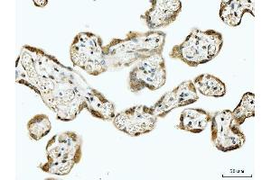 IHC analysis of 53BP1/TP53BP1 using anti-53BP1/TP53BP1 antibody (ABIN7599869).