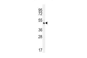 RINL Antibody (N-term) (ABIN656038 and ABIN2845410) western blot analysis in HL-60 cell line lysates (35 μg/lane). (RINL 抗体  (N-Term))