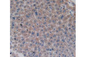 IHC-P analysis of liver tissue, with DAB staining. (FOS 抗体  (AA 6-240))
