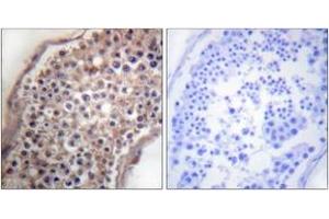 Immunohistochemistry analysis of paraffin-embedded human testis tissue, using EFNB1/2 (Ab-330) Antibody. (EFNB1/2 (AA 284-333) 抗体)