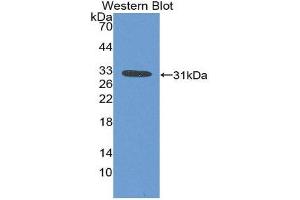 Western Blotting (WB) image for anti-Ficolin (Collagen/fibrinogen Domain Containing) 1 (FCN1) (AA 25-279) antibody (ABIN3207864) (FCN1 抗体  (AA 25-279))
