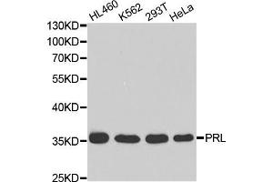 Western blot analysis of extracts of various cell lines, using PRL antibody (ABIN5970789) at 1/1000 dilution. (Prolactin 抗体)