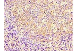 Immunohistochemistry of paraffin-embedded human tonsil tissue using ABIN7158664 at dilution of 1:100