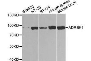 Western blot analysis of extracts of various cell lines, using ADRBK1 antibody. (GRK2 抗体  (AA 440-689))