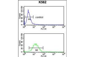 Flow cytometry analysis of K562 cells (bottom histogram) compared to a negative control cell (top histogram). (GPR50 抗体  (AA 316-344))