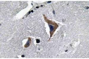 Immunohistochemistry analysis of Neurophysin I Antibody in paraffin-embedded Human brain tissue. (OXT 抗体)