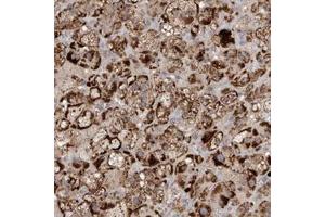 Immunohistochemical staining of human adrenal gland with VSIG8 polyclonal antibody  shows strong cytoplasmic positivity in cortical cells at 1:10-1:20 dilution. (VSIG8 抗体)