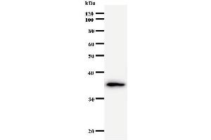 Western Blotting (WB) image for anti-General Transcription Factor IIA, 1, 19/37kDa (GTF2A1) antibody (ABIN931060) (GTF2A1 抗体)